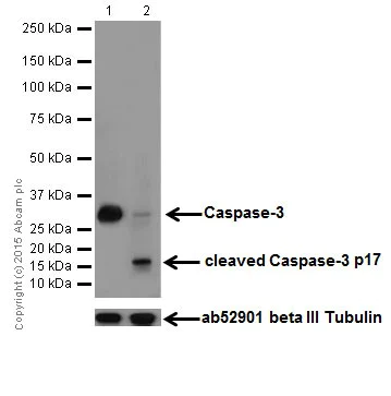 Western blot - Anti-Caspase-3 antibody [EPR18297] (AB184787)