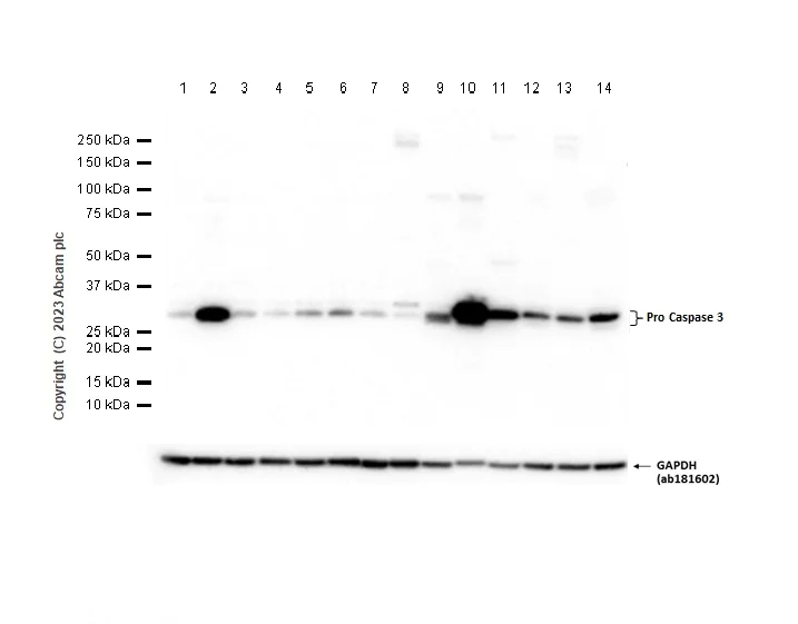 Western blot - Anti-Caspase-3 antibody [EPR18297] (AB184787)