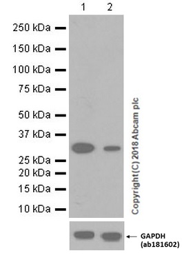 Western blot - Anti-Caspase-3 antibody [EPR18297] (AB184787), expandable thumbnail