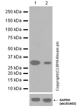 Western blot - Anti-Caspase-3 antibody [EPR18297] (AB184787)