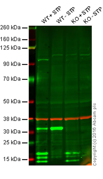 Western blot - Anti-Caspase-3 antibody [EPR18297] - BSA and Azide free (AB224271)