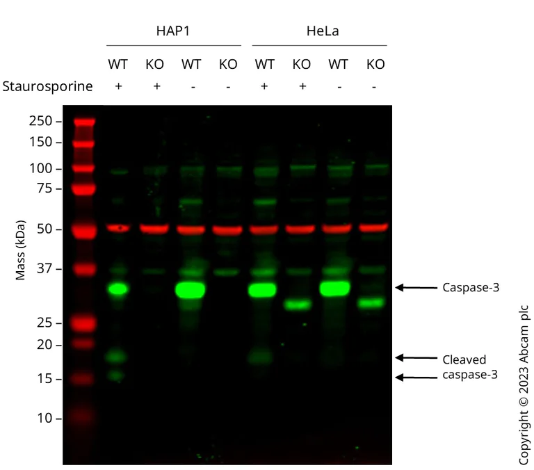 Western blot - Anti-Caspase-3 antibody [EPR18297] - BSA and Azide free (AB224271)