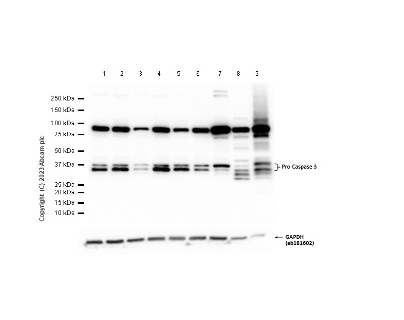 Western blot - Anti-Caspase-3 antibody [EPR18297] - BSA and Azide free (AB224271), expandable thumbnail