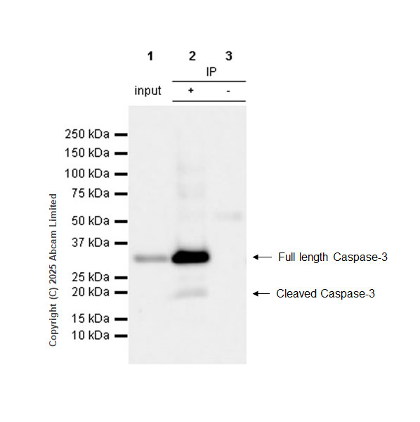 Immunoprecipitation - Anti-Caspase-3 antibody [RM1299] (AB323369), expandable thumbnail