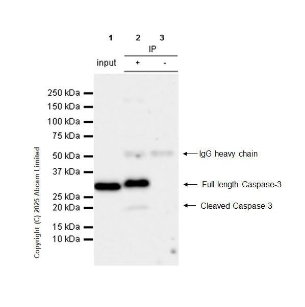 Immunoprecipitation - Anti-Caspase-3 antibody [RM1299] (AB323369), expandable thumbnail