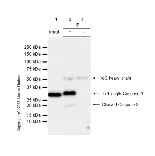 Immunoprecipitation - Anti-Caspase-3 antibody [RM1299] (AB323369)