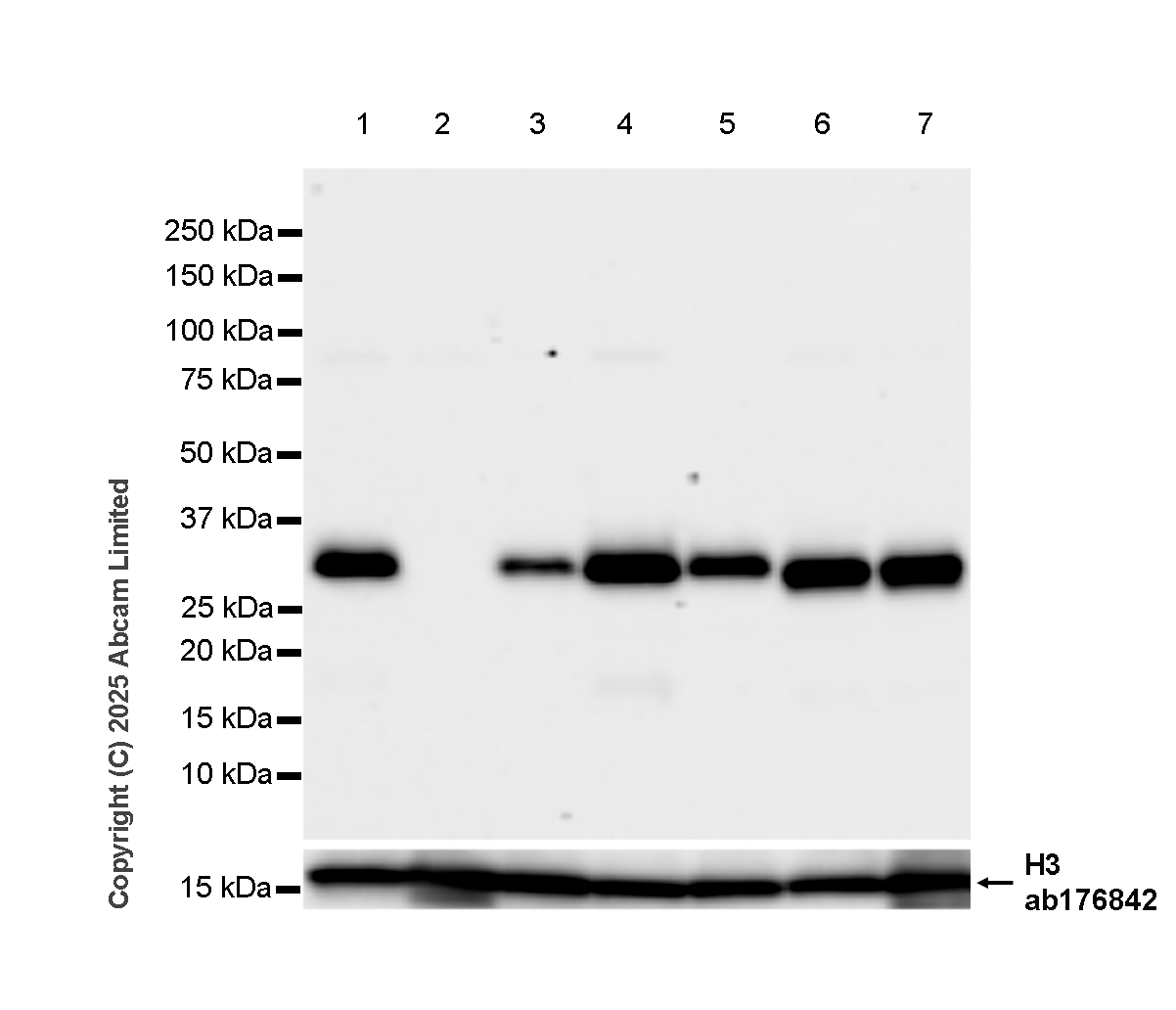 Western blot - Anti-Caspase-3 antibody [RM1299] (ab323369), expandable thumbnail