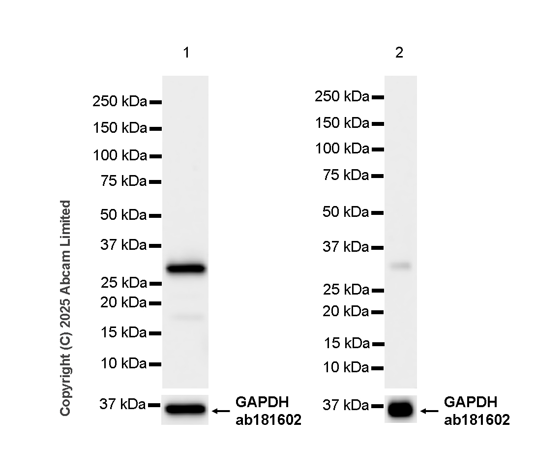 Western blot - Anti-Caspase-3 antibody [RM1299] (ab323369), expandable thumbnail