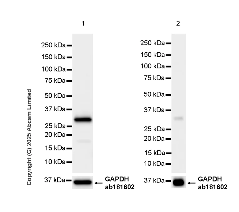 Western blot - Anti-Caspase-3 antibody [RM1299] (AB323369)