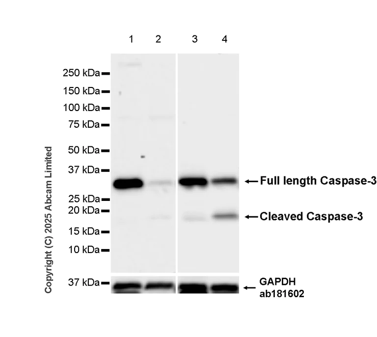 Western blot - Anti-Caspase-3 antibody [RM1299] (AB323369)