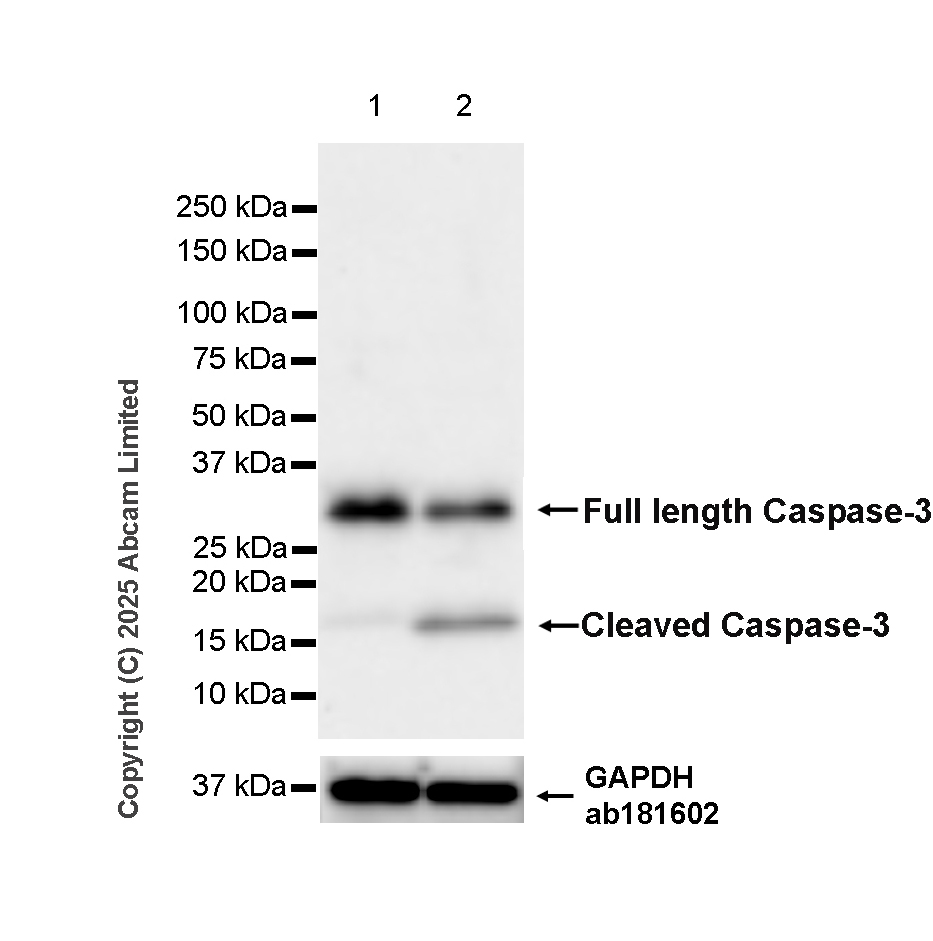 Western blot - Anti-Caspase-3 antibody [RM1299] (ab323369), expandable thumbnail