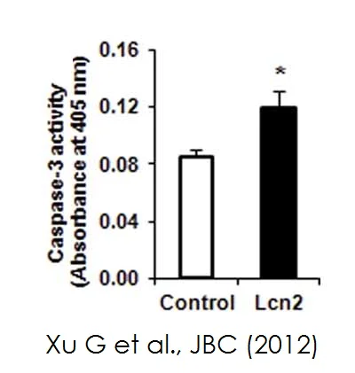 Functional Studies - Caspase-3 Assay Kit (Colorimetric) (AB39401)