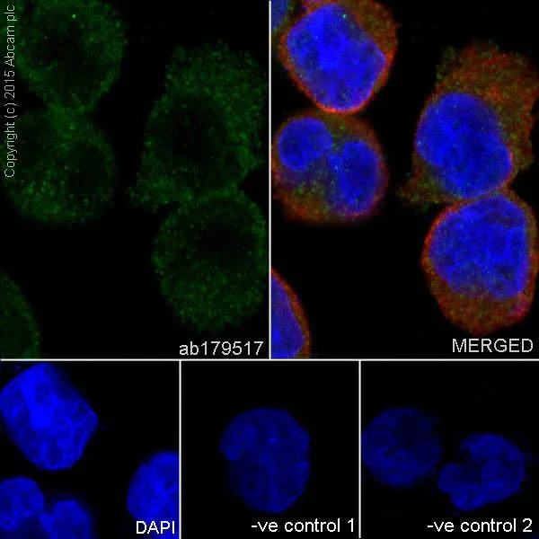 Immunocytochemistry/ Immunofluorescence - Anti-Caspase-3 p12 antibody [EPR16888] (AB179517)