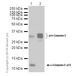 Western blot - Anti-Caspase-3 p12 antibody [EPR16888] (AB179517)