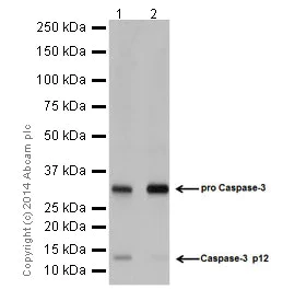 Western blot - Anti-Caspase-3 p12 antibody [EPR16888] (AB179517)