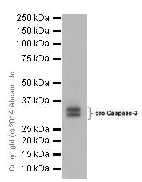 Western blot - Anti-Caspase-3 p12 antibody [EPR16888] (AB179517)