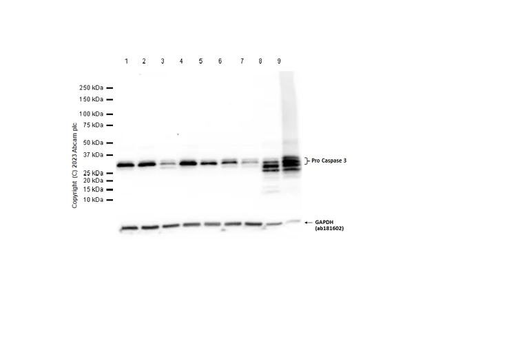 Western blot - Anti-Caspase-3 p12 antibody [EPR16888] (AB179517)