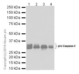 Western blot - Anti-Caspase-3 p12 antibody [EPR16888] (AB179517)