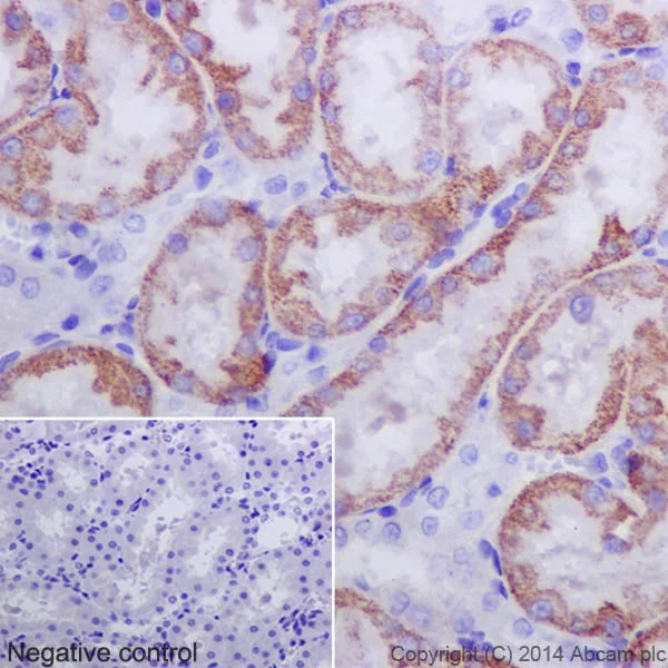 Immunohistochemistry (Formalin/PFA-fixed paraffin-embedded sections) - Anti-Caspase-3 p12 antibody [EPR16888] - BSA and Azide free (AB238936)