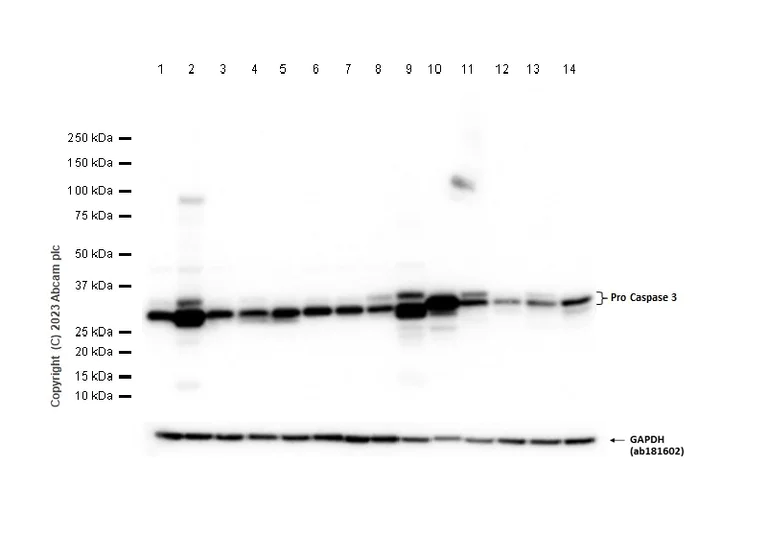 Western blot - Anti-Caspase-3 p12 antibody [EPR16888] - BSA and Azide free (AB238936)