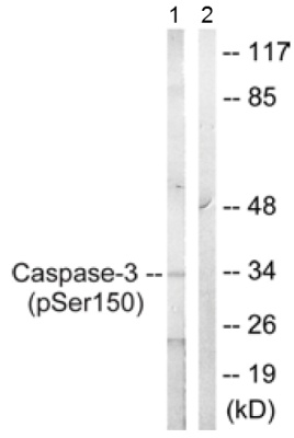 Western blot - Anti-Caspase-3 (phospho S150) antibody (AB59425), expandable thumbnail