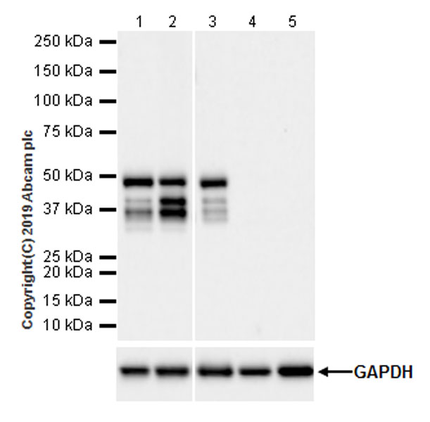 Western blot - Anti-Caspase-4 antibody [EPR20921-83] (AB238124)