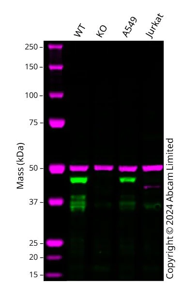Western blot - Anti-Caspase-4 antibody [EPR20921-83] - BSA and Azide free (AB256303)