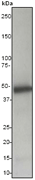 Western blot - Anti-Caspase-5 antibody [EP876Y] (AB40887), expandable thumbnail