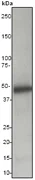 Western blot - Anti-Caspase-5 antibody [EP876Y] (AB40887)