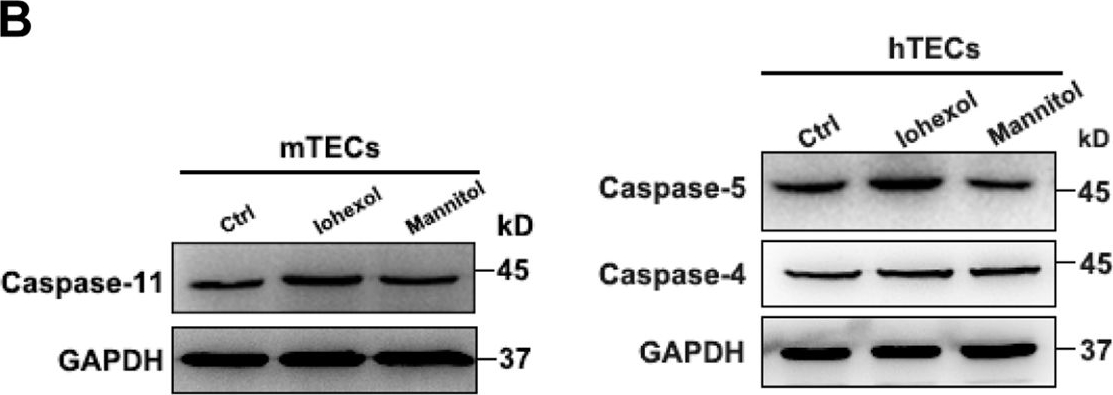 Western blot - Anti-Caspase-5 antibody [EP876Y] (AB40887), expandable thumbnail