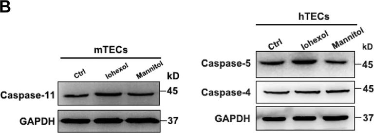 Western blot - Anti-Caspase-5 antibody [EP876Y] (AB40887)