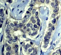 Immunohistochemistry (Formalin/PFA-fixed paraffin-embedded sections) - Anti-Caspase-5 antibody [EP876Y] - BSA and Azide free (AB247301)