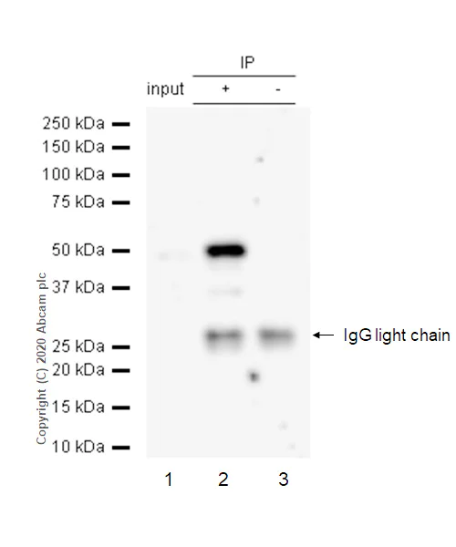 Immunoprecipitation - Anti-Caspase-5 antibody [EP876Y] - BSA and Azide free (AB247301)