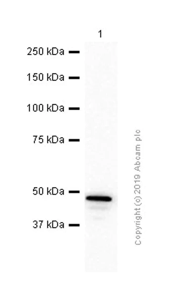 Western blot - Anti-Caspase-5 antibody [EP876Y] - BSA and Azide free (AB247301)