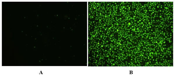 Fluorescence Microscopy - Caspase-6 (active) Staining Kit - Green Fluorescence (AB219936)