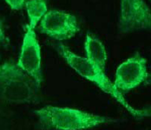 Immunocytochemistry/ Immunofluorescence - Anti-Caspase-6/CASP-6 antibody [E180] (AB32366), expandable thumbnail