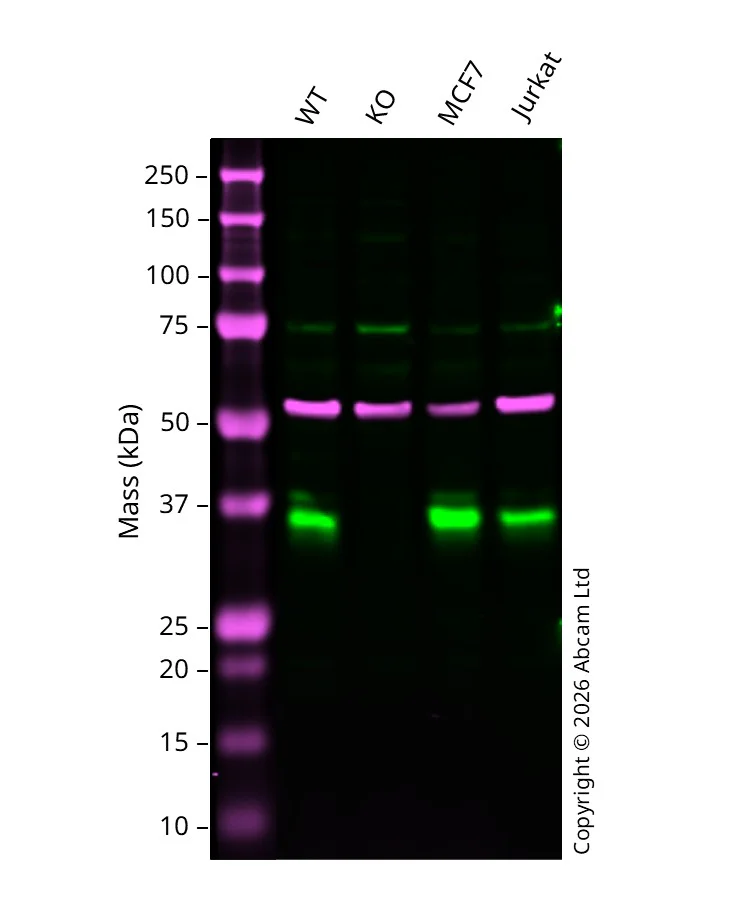 Western blot - Anti-Caspase-6/CASP-6 antibody [E180] - BSA and Azide free (AB247249)