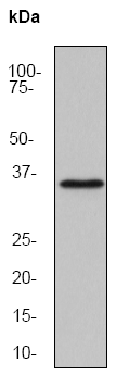 Western blot - Anti-Caspase-6/CASP-6 antibody [EP1325Y] (AB52951), expandable thumbnail