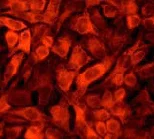 Immunocytochemistry/ Immunofluorescence - Anti-Caspase-6/CASP-6 antibody [EP1325Y] - BSA and Azide free (AB247343)