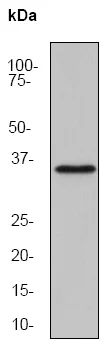 Western blot - Anti-Caspase-6/CASP-6 antibody [EP1325Y] - BSA and Azide free (AB247343)