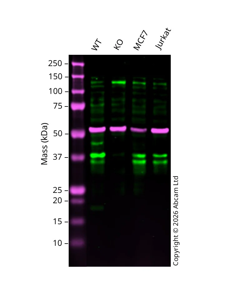 Western blot - Anti-Caspase-6/CASP-6 antibody [EP1325Y] - BSA and Azide free (AB247343)