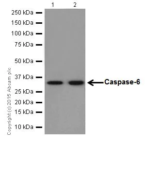 Western blot - Anti-Caspase-6/CASP-6 antibody [EPR18043] (AB185645)
