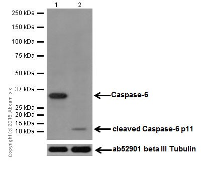 Western blot - Anti-Caspase-6/CASP-6 antibody [EPR18043] (AB185645)