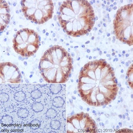 Immunohistochemistry (Formalin/PFA-fixed paraffin-embedded sections) - Anti-Caspase-6/CASP-6 antibody [EPR18043] - BSA and Azide free (AB240296), expandable thumbnail
