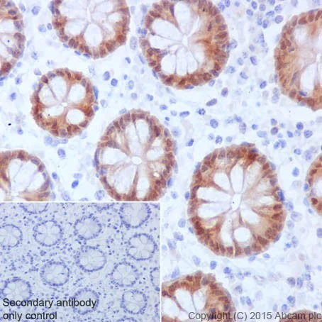 Immunohistochemistry (Formalin/PFA-fixed paraffin-embedded sections) - Anti-Caspase-6/CASP-6 antibody [EPR18043] - BSA and Azide free (AB240296)