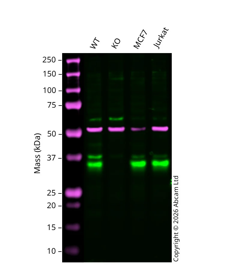 Western blot - Anti-Caspase-6/CASP-6 antibody [EPR18043] - BSA and Azide free (AB240296)