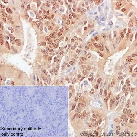 Immunohistochemistry (Formalin/PFA-fixed paraffin-embedded sections) - Anti-Caspase-6/CASP-6 antibody [EPR18046] (AB185646)