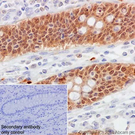 Immunohistochemistry (Formalin/PFA-fixed paraffin-embedded sections) - Anti-Caspase-6/CASP-6 antibody [EPR18046] (AB185646)