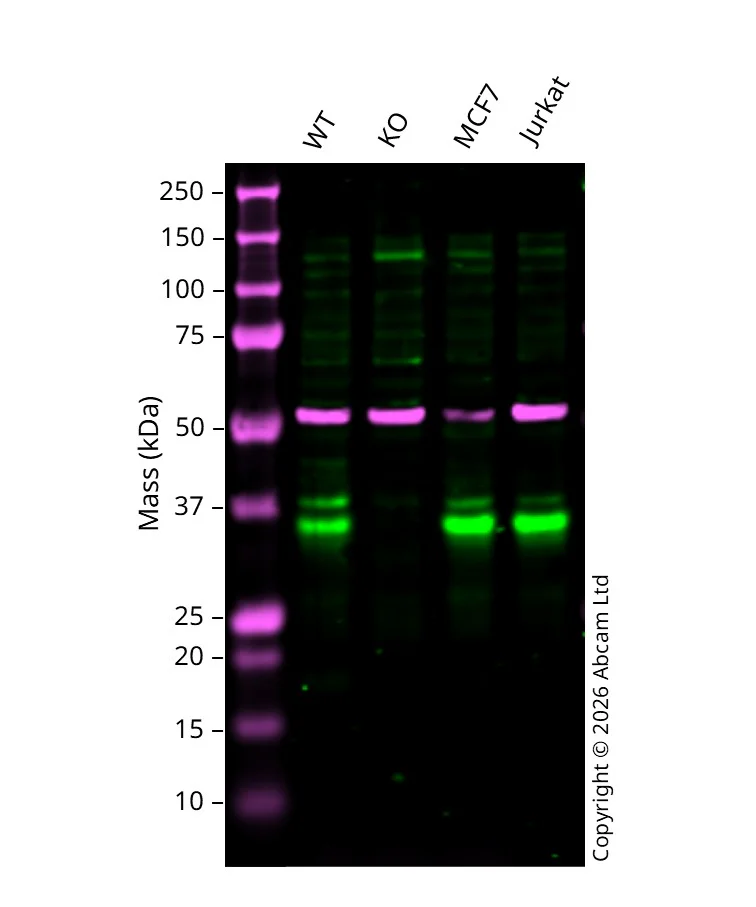 Western blot - Anti-Caspase-6/CASP-6 antibody [EPR18046] (AB185646)