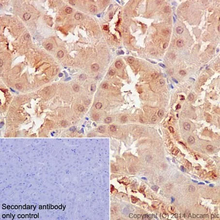 Immunohistochemistry (Formalin/PFA-fixed paraffin-embedded sections) - Anti-Caspase-6/CASP-6 antibody [EPR18046] - BSA and Azide free (AB250846)